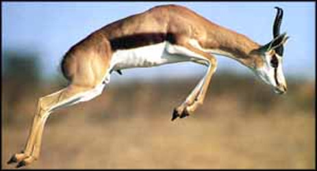 Springbok jumping