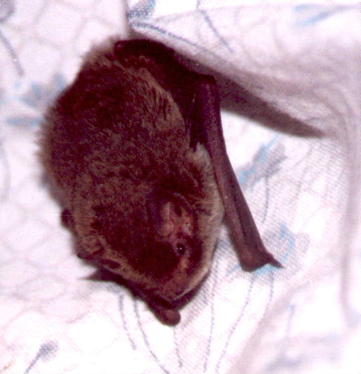 Ace - little forest bat
