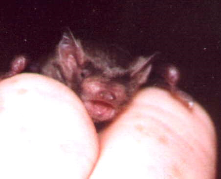 Bek bares her gums threatingly