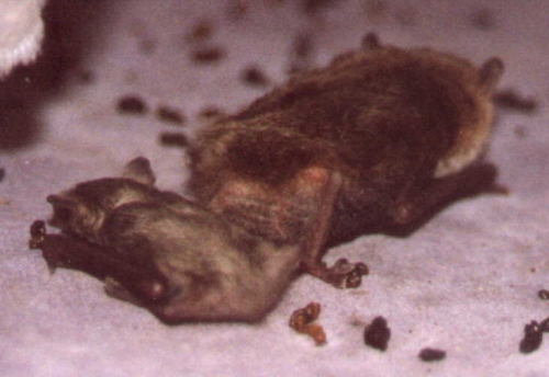 Ace and Bek in the tent.