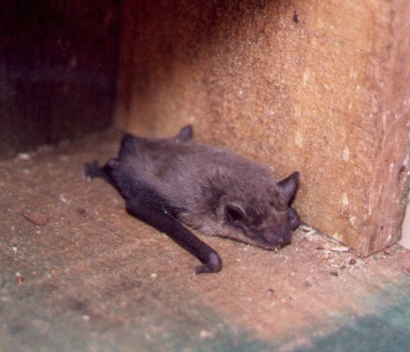 Donk in the release box.