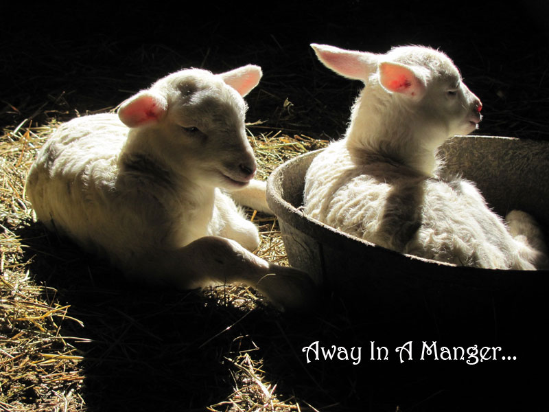 on graphic enabled browsers, the image /km/co/co1024/comics/co20251222L.jpg would be displayed here